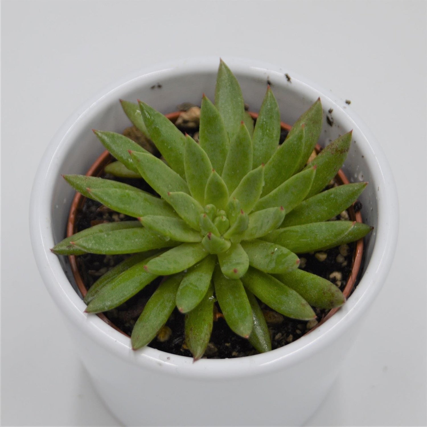 Echeveria calderoniae - 6cm