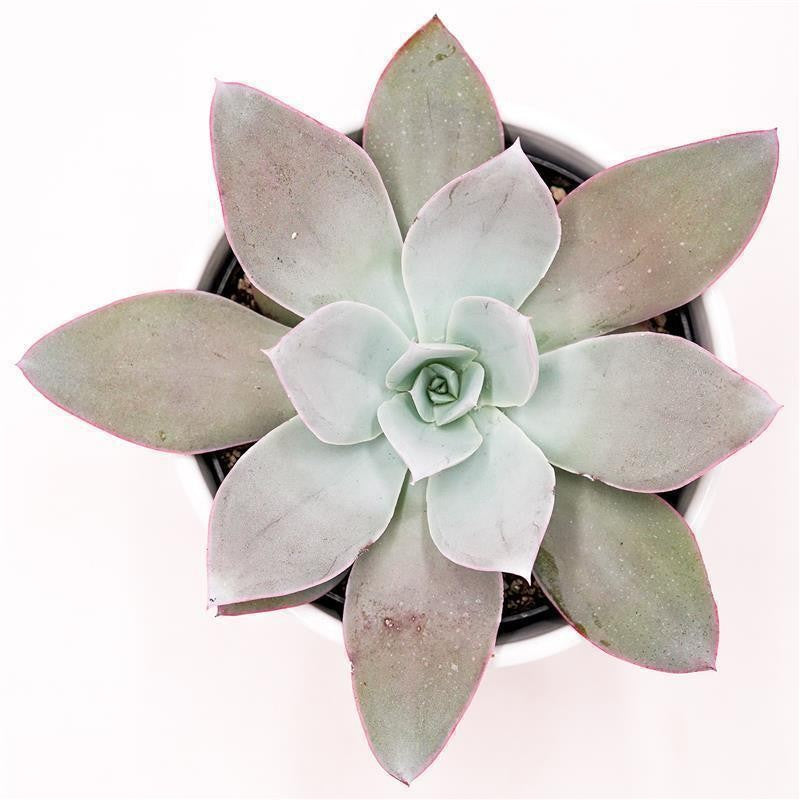 Echeveria cante - 12cm