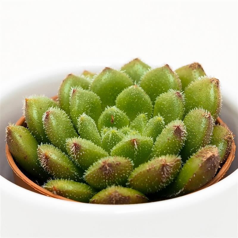 Echeveria Fantasia Carol - 5,5cm