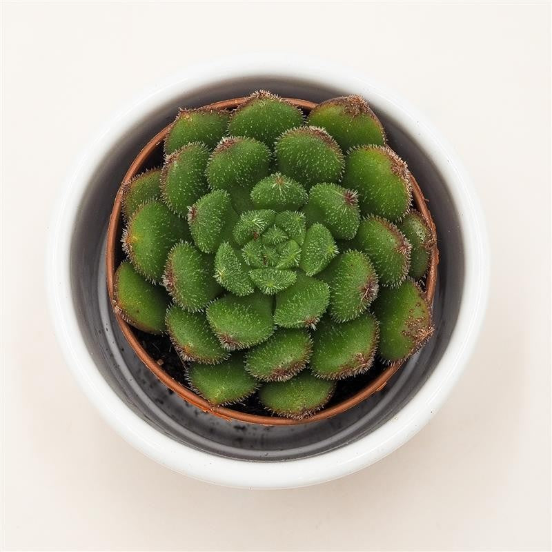 Echeveria Fantasia Carol - 5,5cm