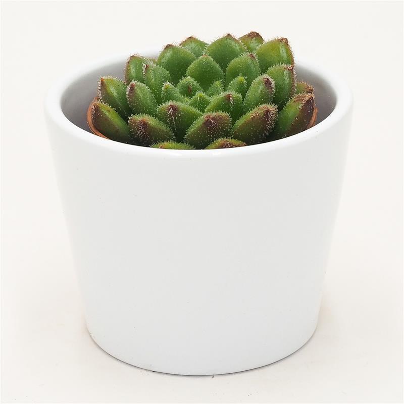 Echeveria Fantasia Carol - 5,5cm