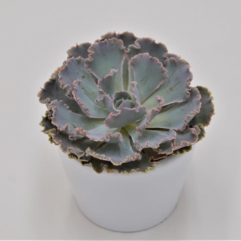 Echeveria Cheyenne - 5,5cm