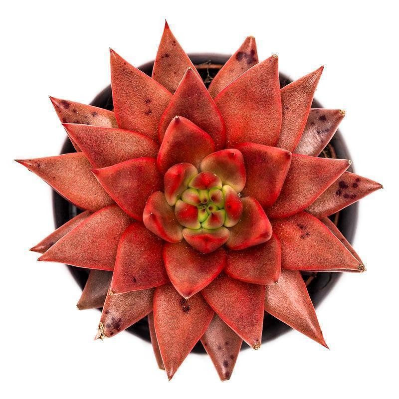 Echeveria agavoides Romeo Celestia - 8,5cm