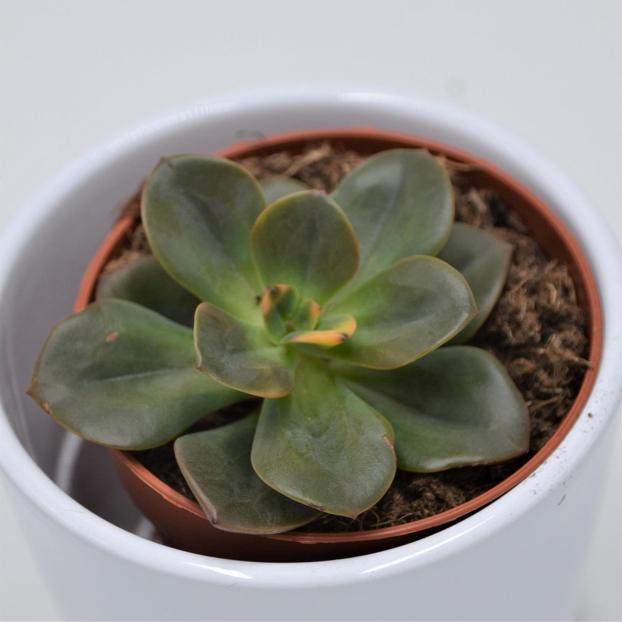 Echeveria Chroma - 8,5cm