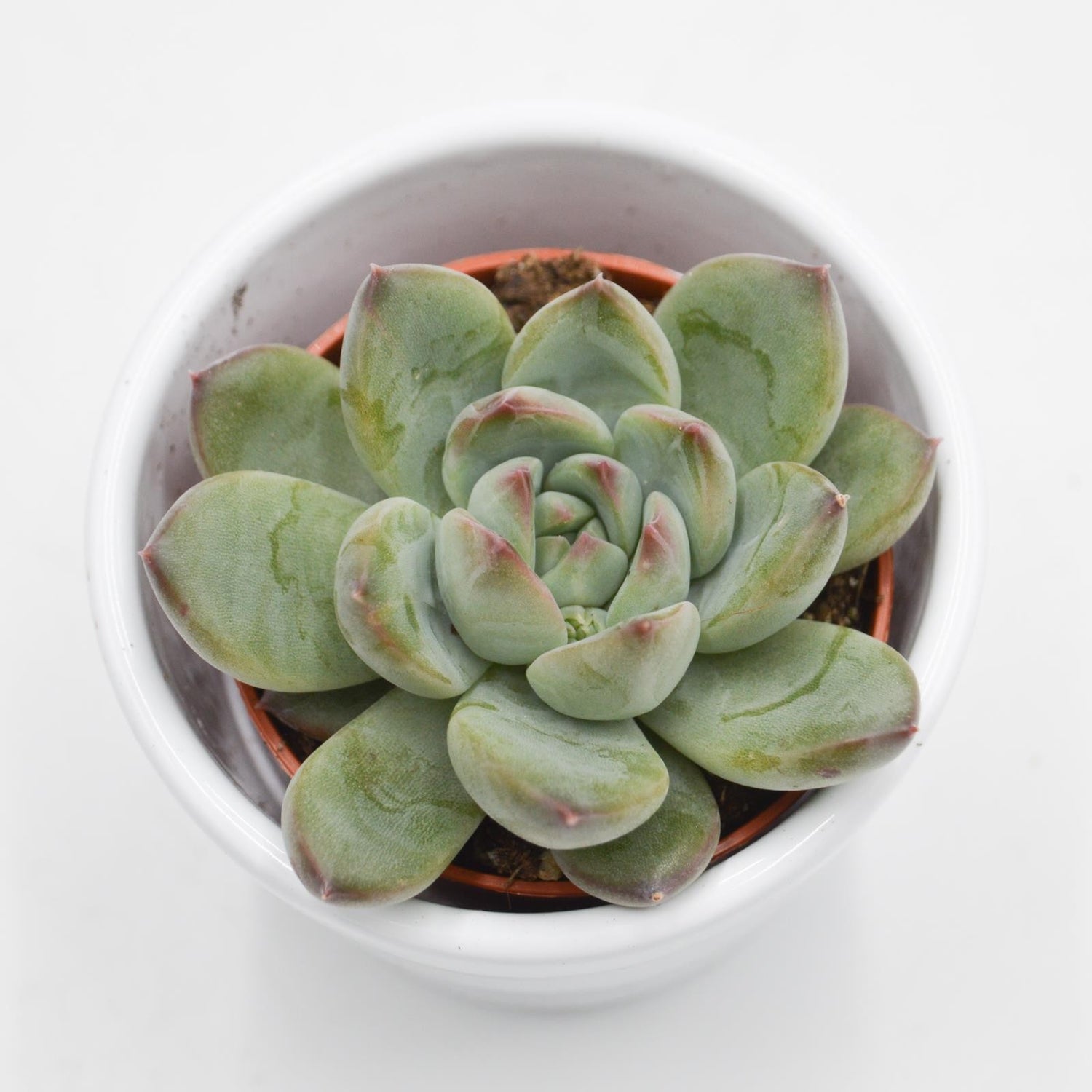 Echeveria colorata Hybrid - 5,5cm