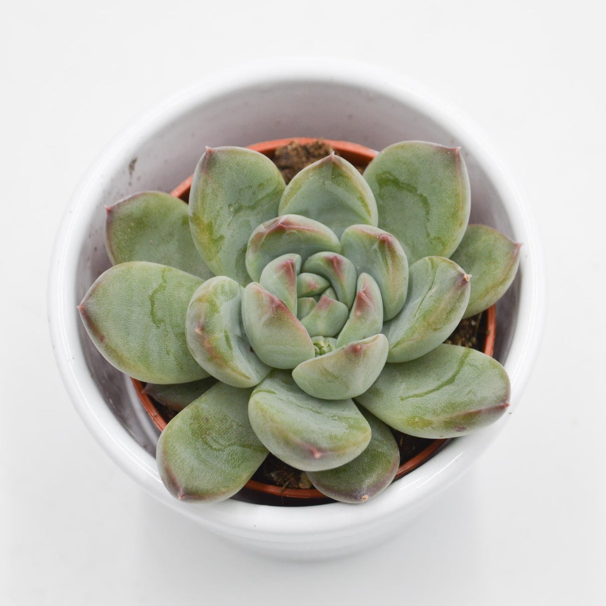 Echeveria colorata Hybrid - 5,5cm