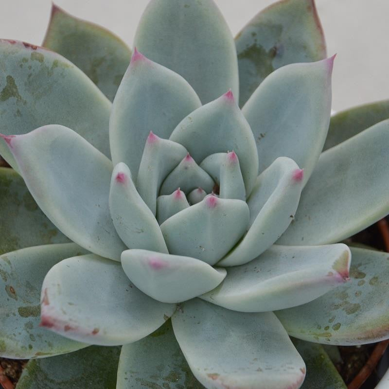 Echeveria colorata f. Tapalpa - 10,5cm