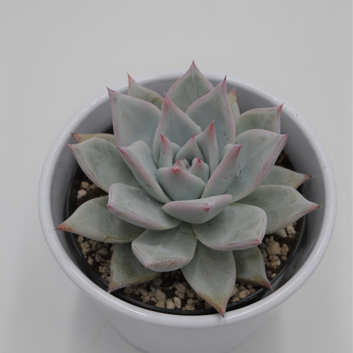 Echeveria colorata f. Tapalpa - 10,5cm