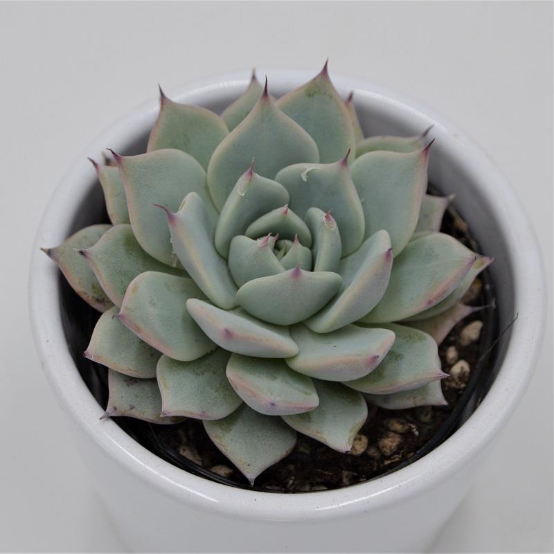 Echeveria colorata - 9cm