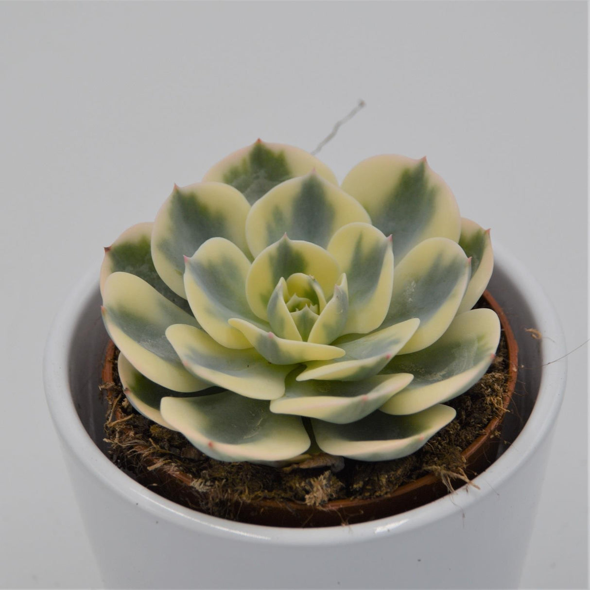 Echeveria Compton Carousel - 8,5cm