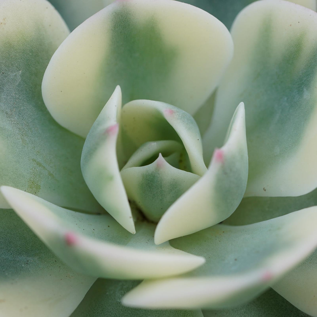 Echeveria Compton Carousel - 5,5cm