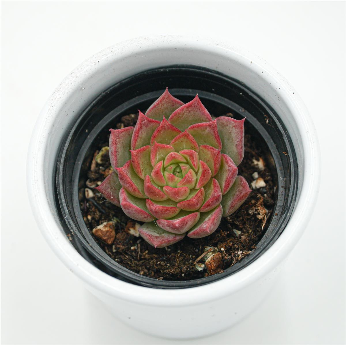 Echeveria Conch - 6cm