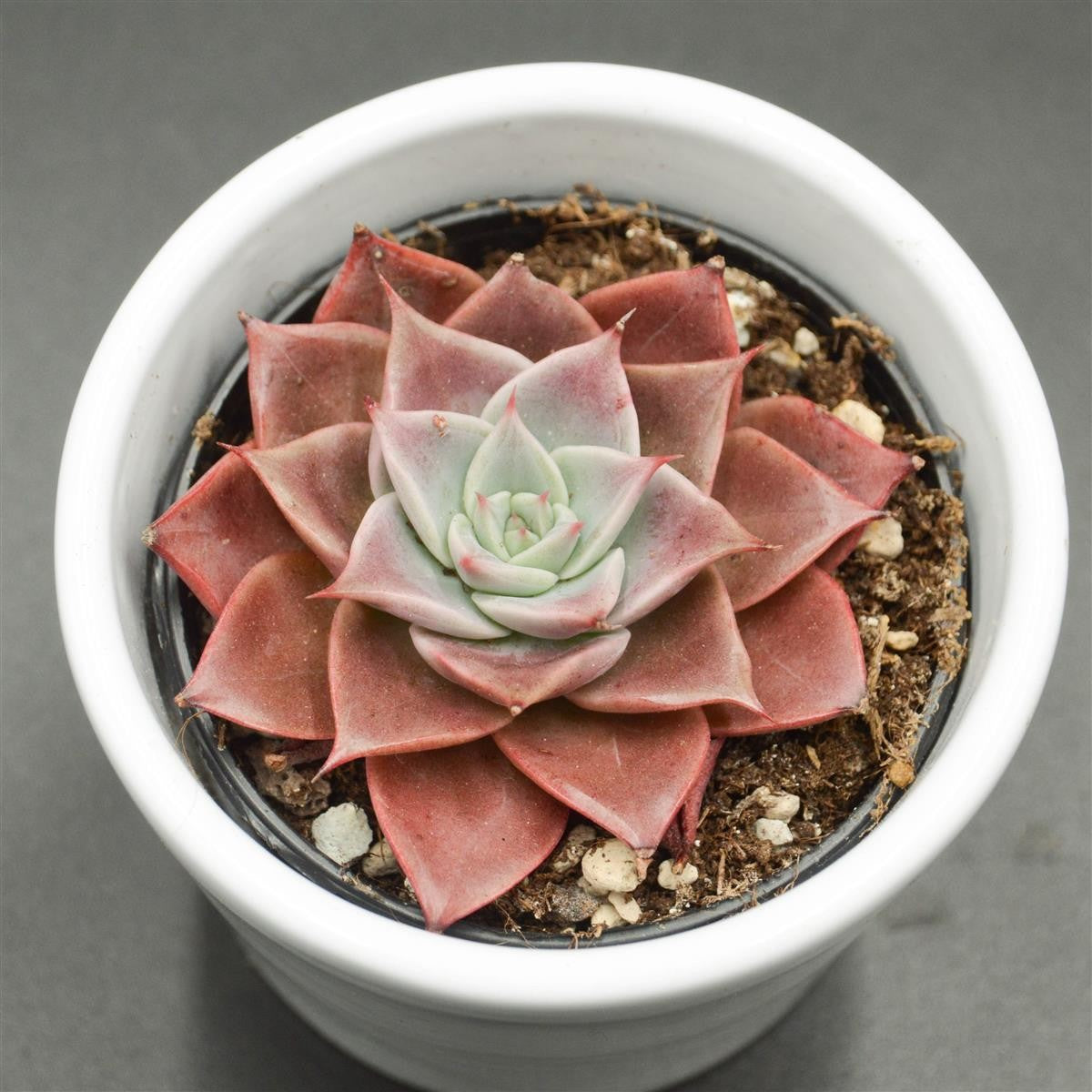 Echeveria Corsican Rose - 6cm