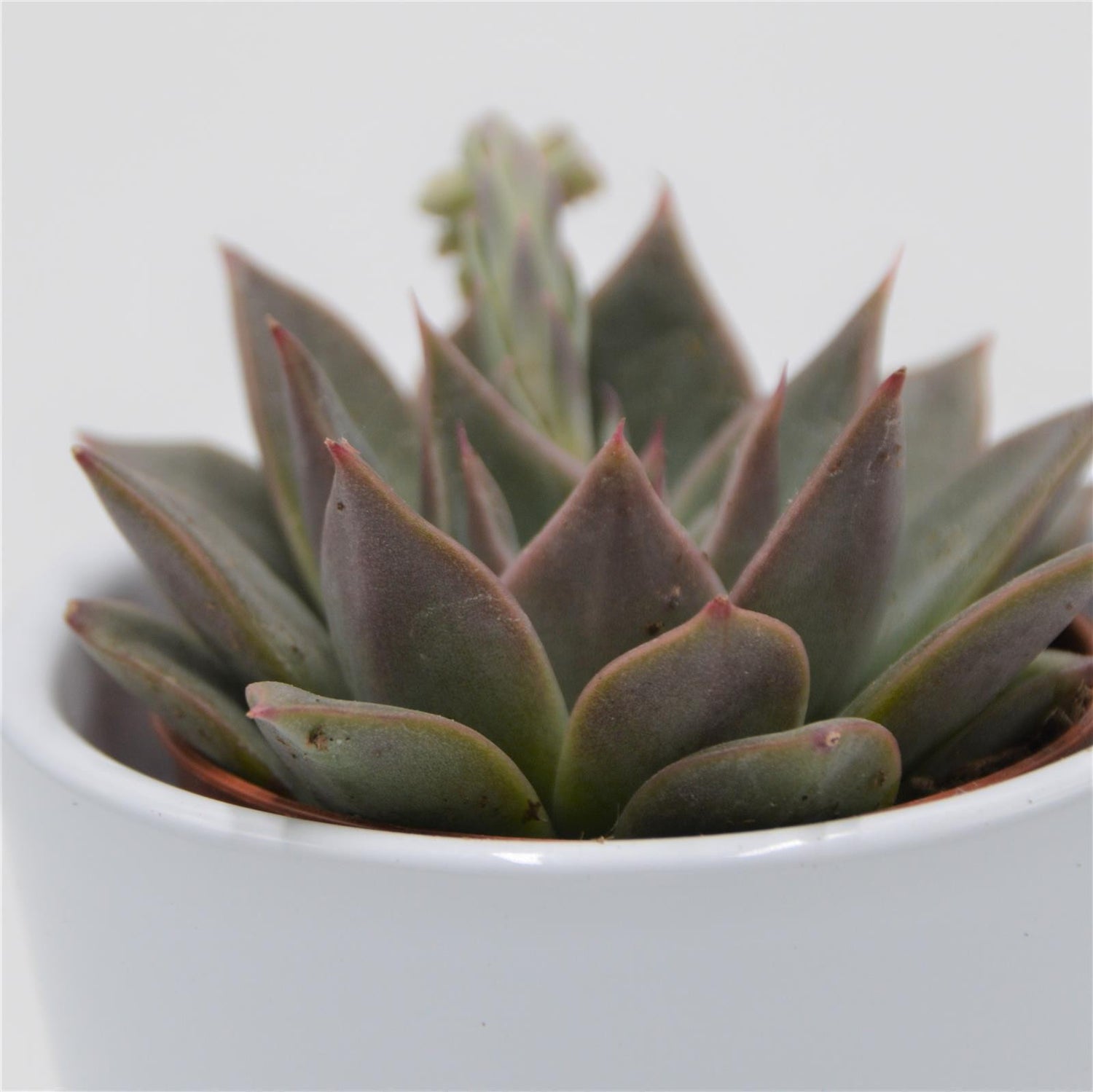 Echeveria Crystal Rose - 5,5cm
