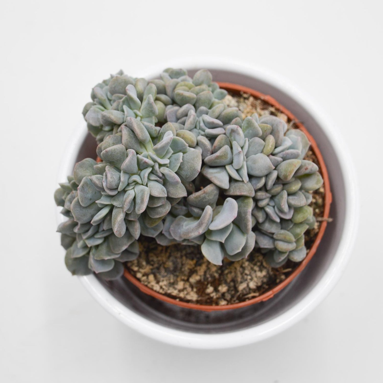 Echeveria Cubic Frost f. cristata - 8,5cm