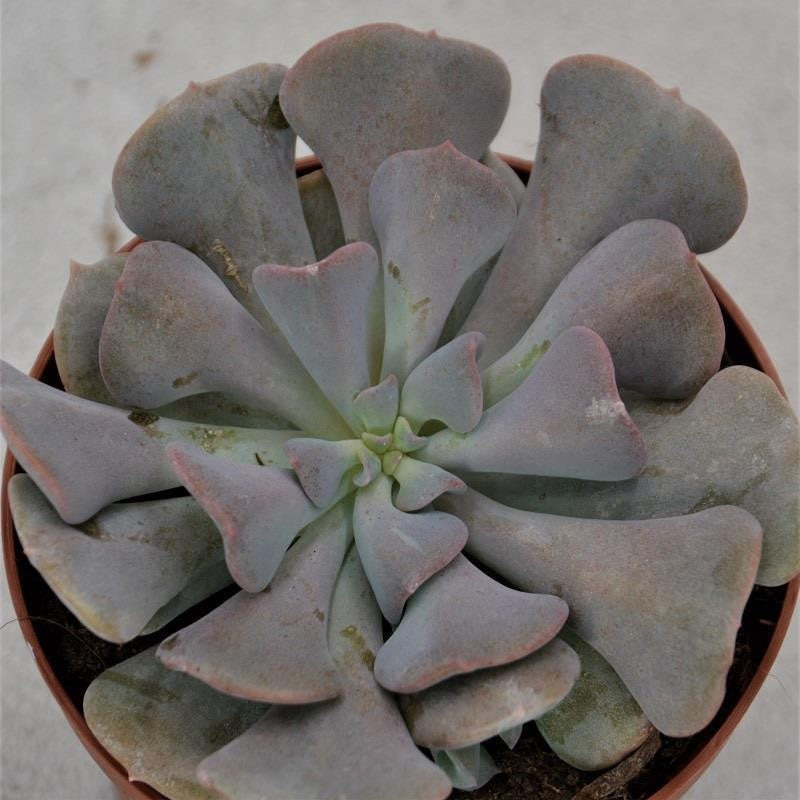 Echeveria Cubic Frost - 9cm