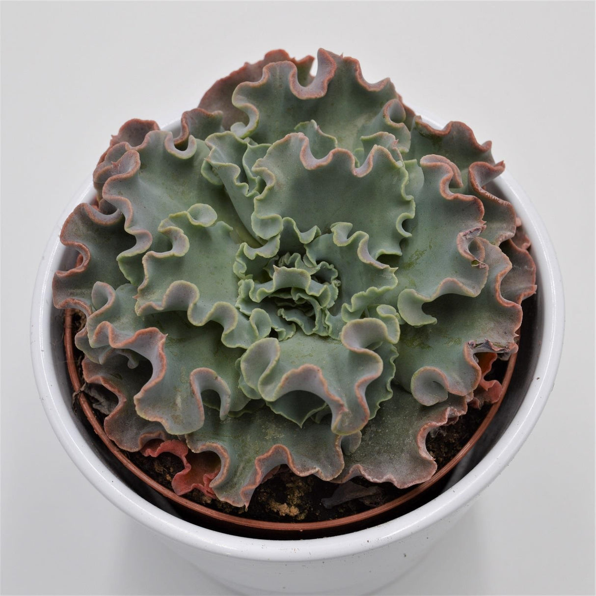 Echeveria shaviana Curly Locks - 10,5cm