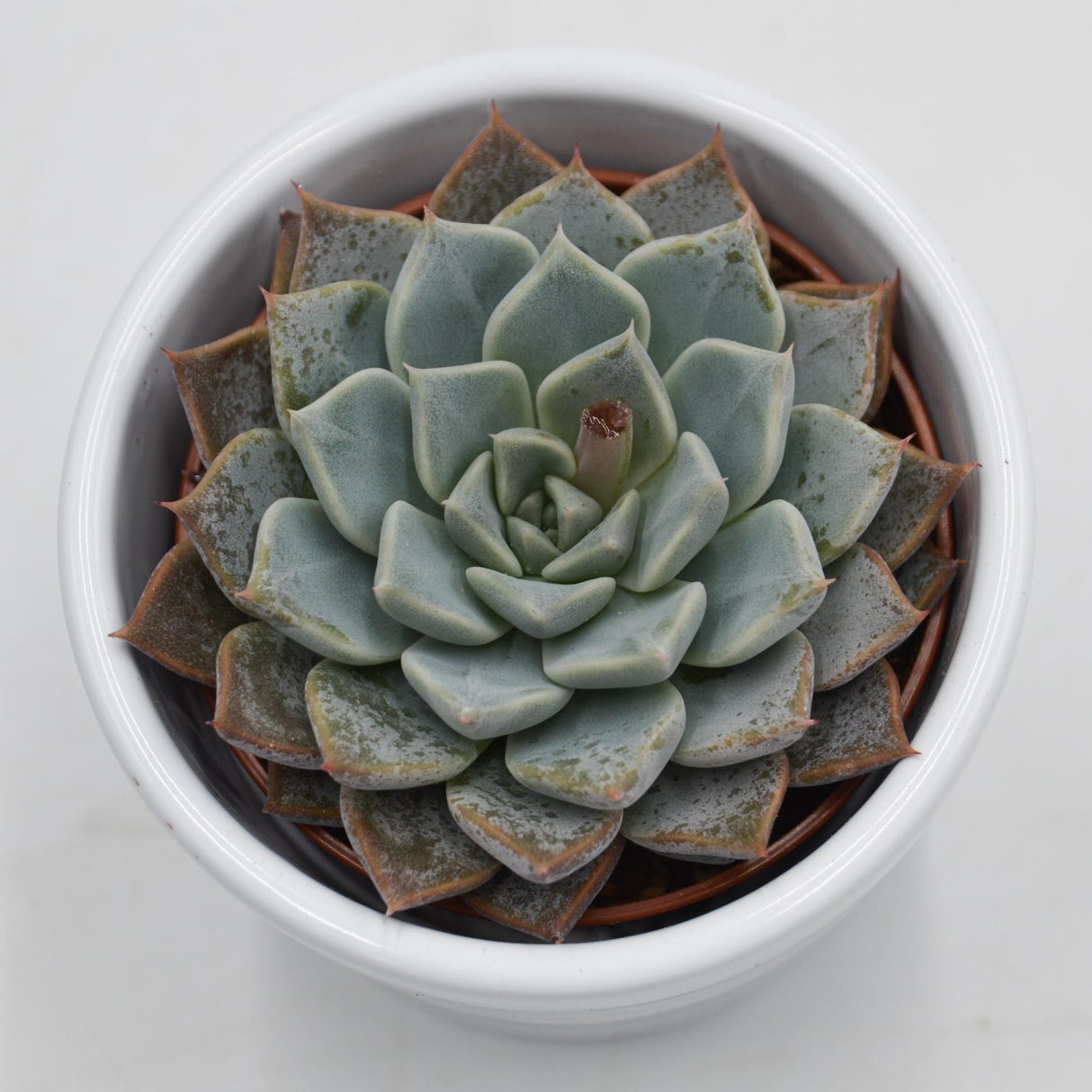 Echeveria cuspidata x halbingeri - 6cm