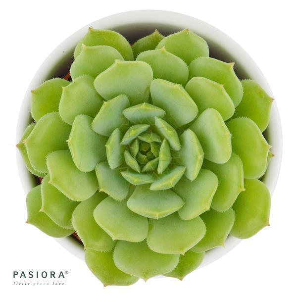 Enchanté Echeveria, 3 Stück