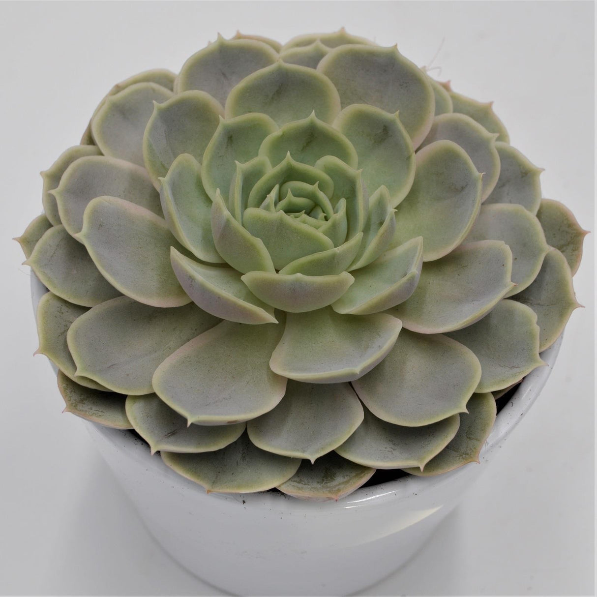 Echeveria Derenceana - 12cm