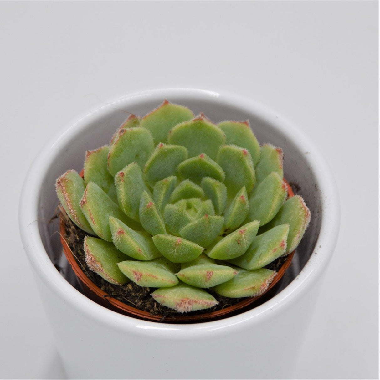 Echeveria derosa - 5,5cm