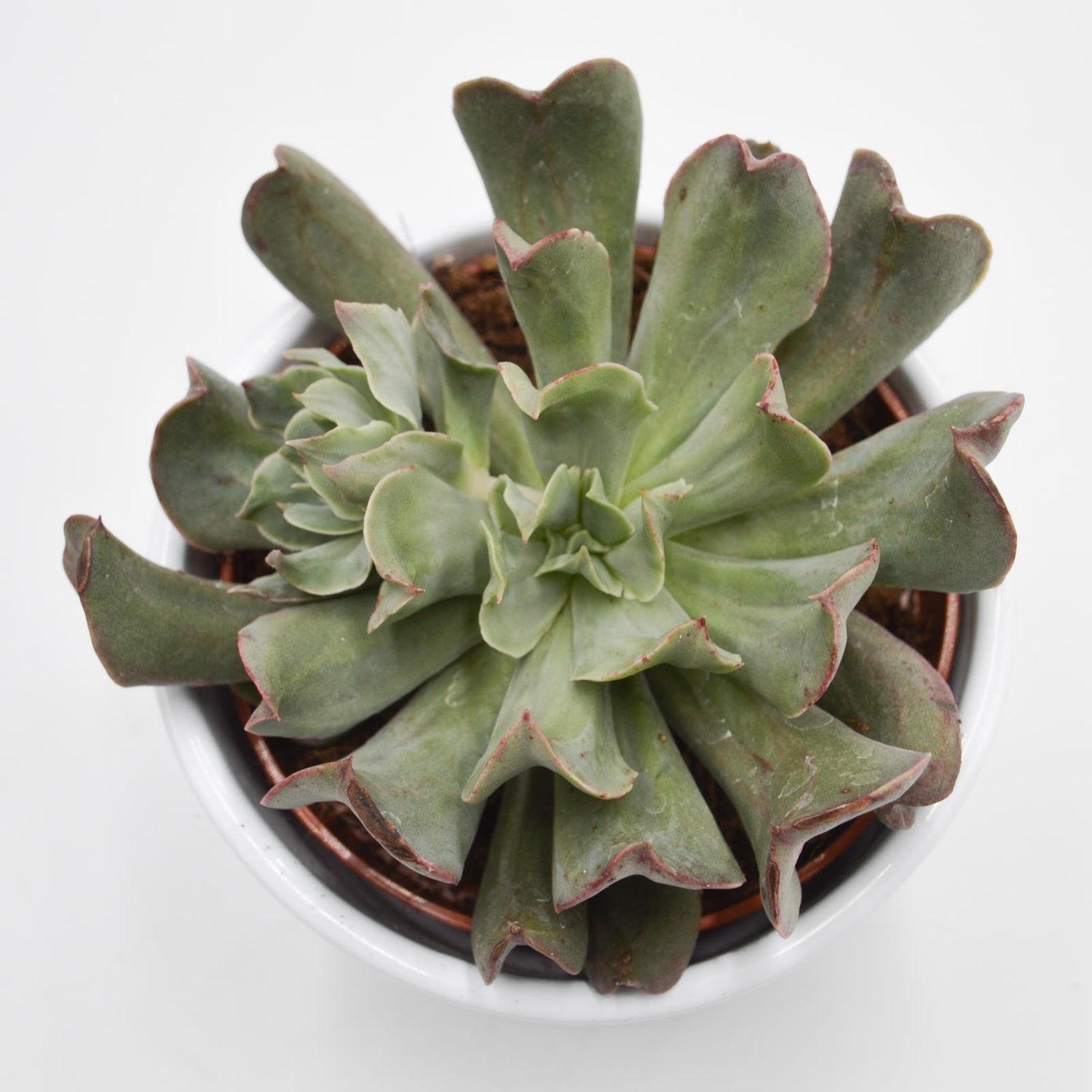 Echeveria Diablo Strength - 10,5cm