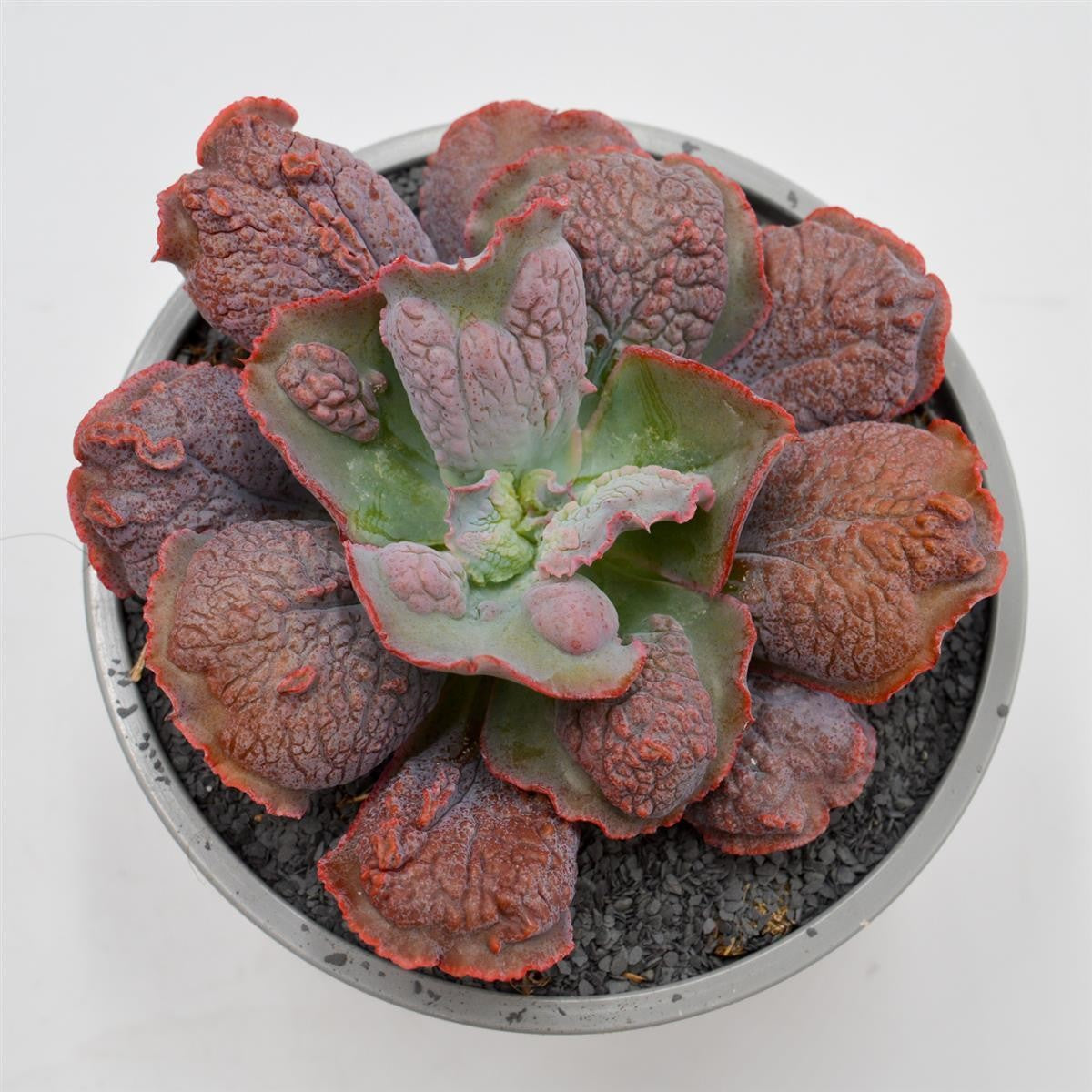 Echeveria Dick Wright - 13cm