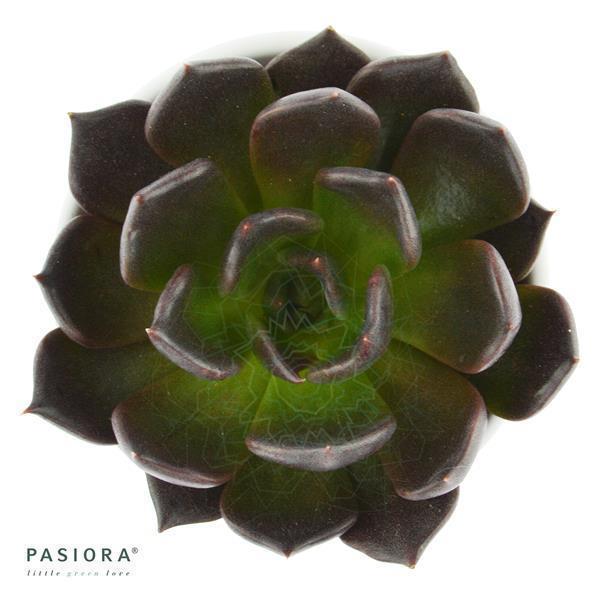 Enchanté Echeveria, 3 Stück