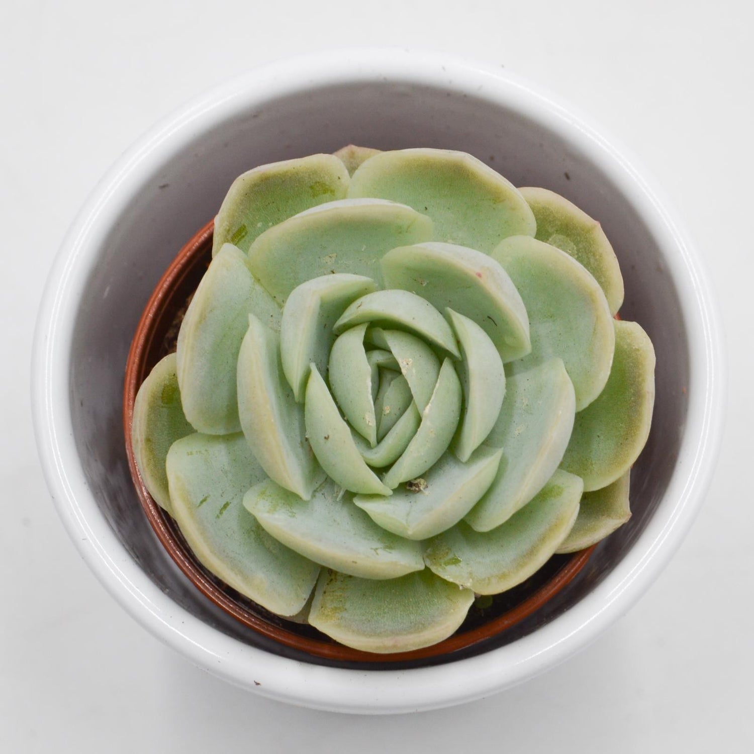 Echeveria elegans - 5,5cm