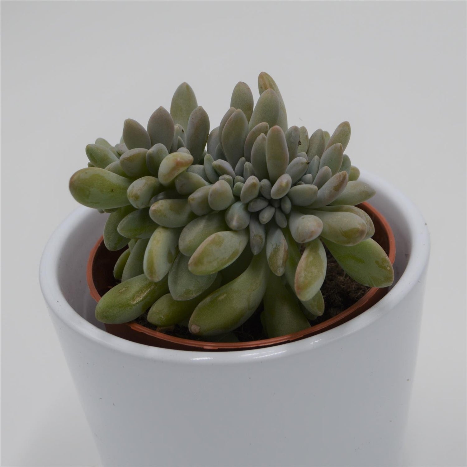 Echeveria Expatriata f. cristata - 8,5cm