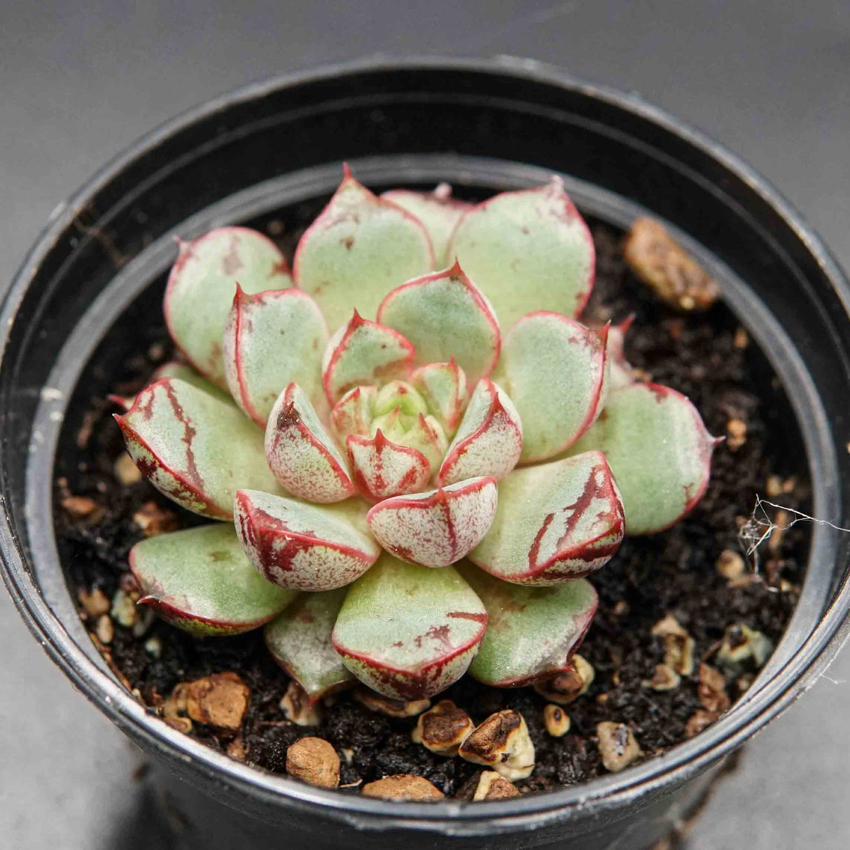 Echeveria Firework