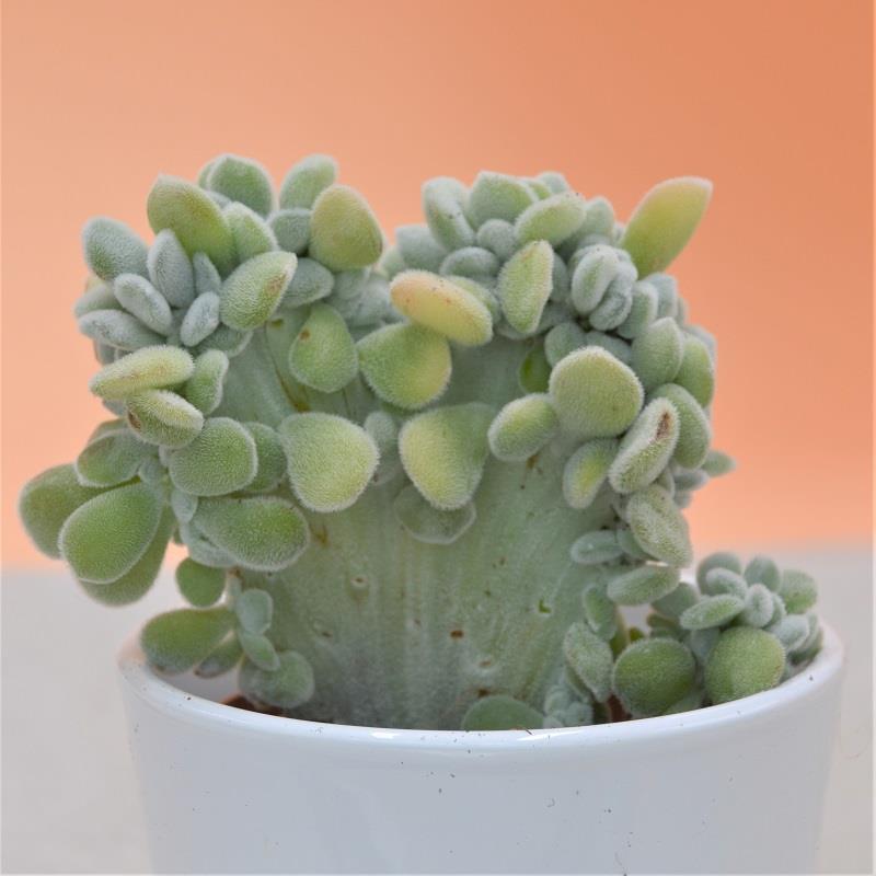 Echeveria pulvinata Frosty f. cristata - 9cm