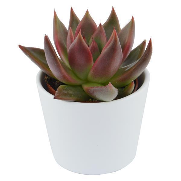 Enchanté Echeveria, 10 Stück