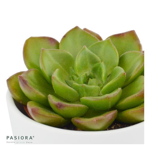 x Sedeveria Letizia - 5,5cm