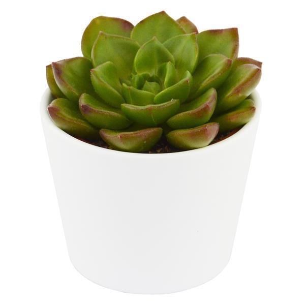 x Sedeveria Letizia - 5,5cm