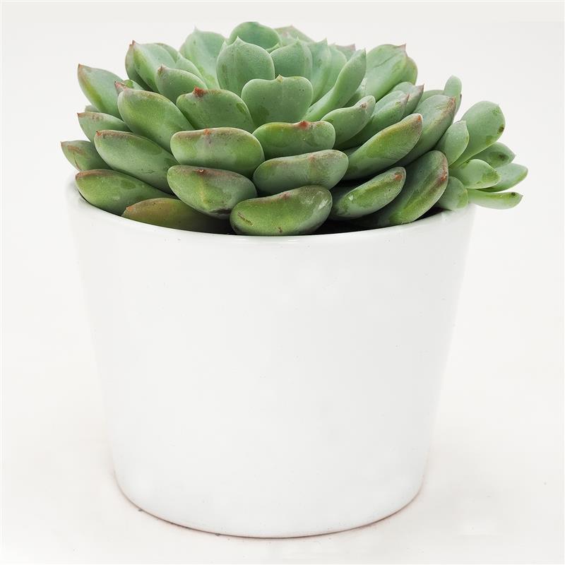 Echeveria Garoto - 10,5cm