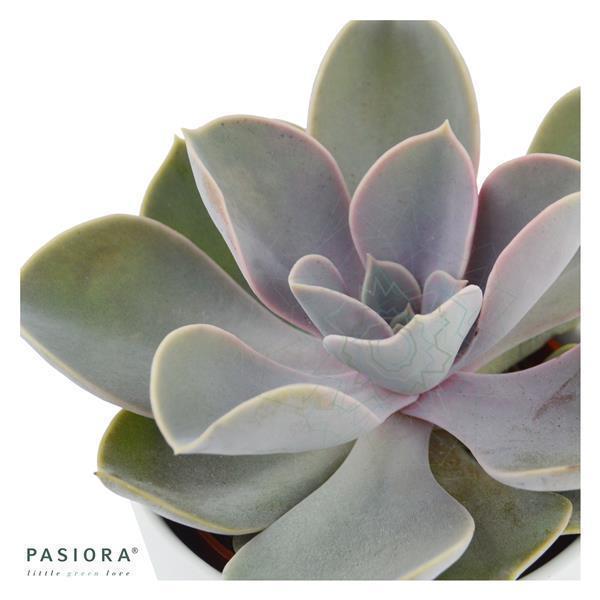 Echeveria Perle von Nürnberg - 6cm