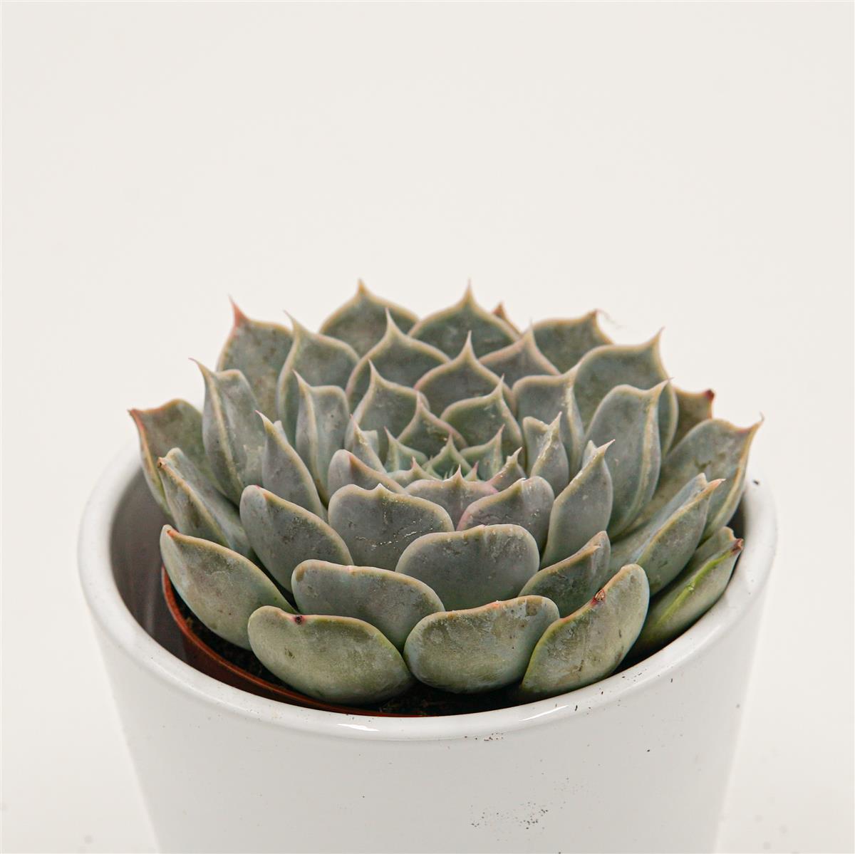 Echeveria sp. Gilo, Hidalgo - 8,5cm