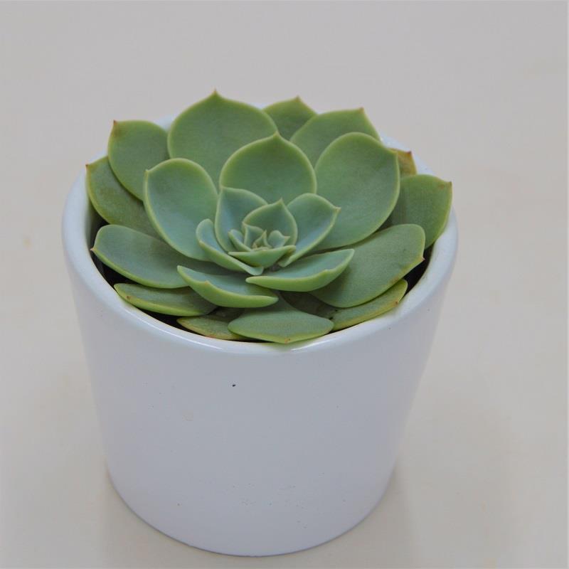 Echeveria glauca - 6cm
