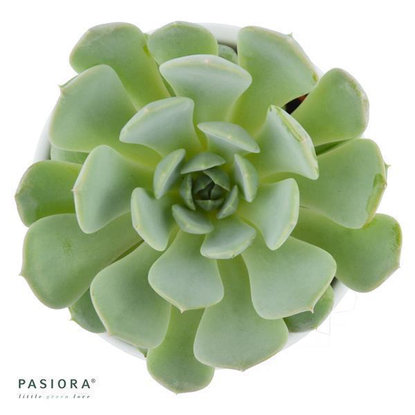 Enchanté Echeveria, 3 Stück