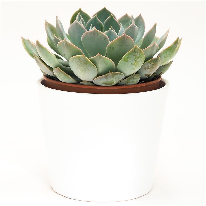 Echeveria Grande Cinza - 12cm