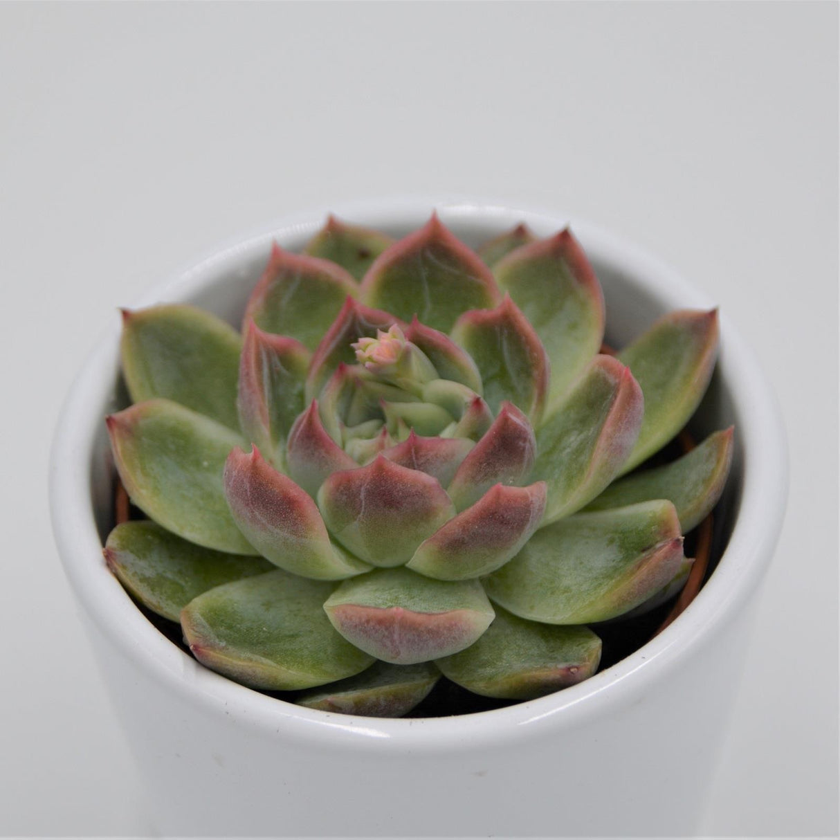 Echeveria Green Gem - 6cm