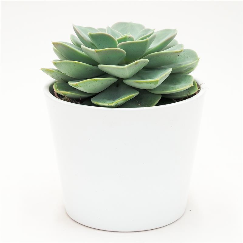 Echeveria Green Pearl - 12cm