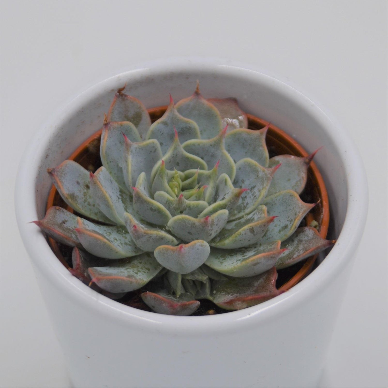 Echeveria halbingeri - 6cm
