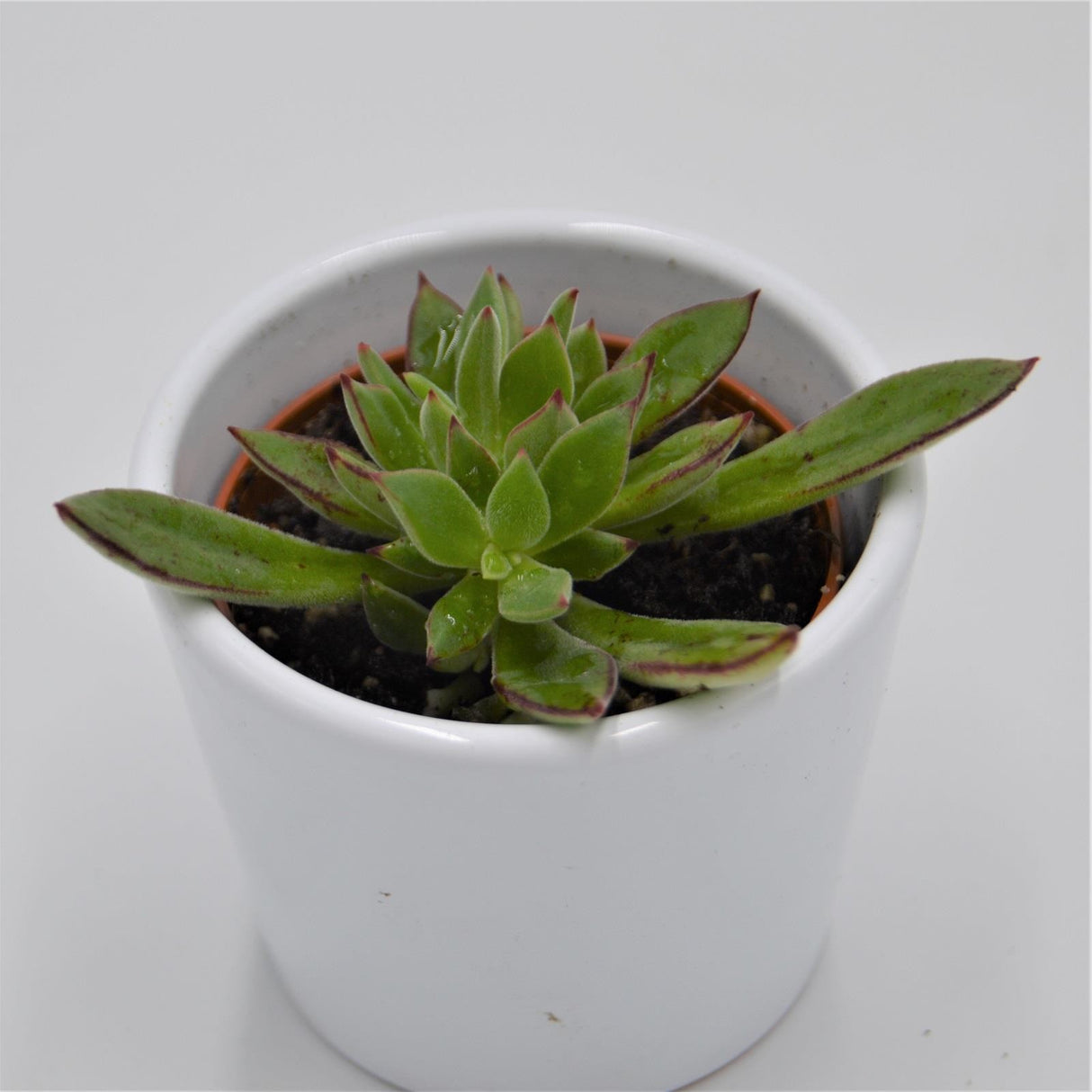 Echeveria harmsii - 6cm