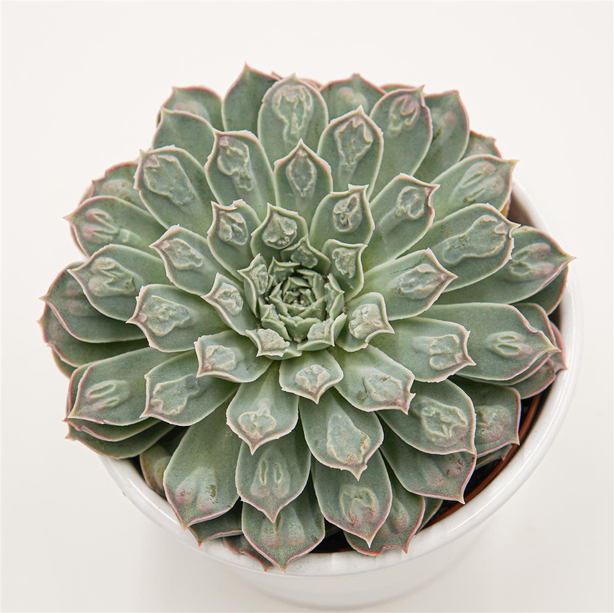 Echeveria Hearts Choice (Gilo x Raindrops) - 10,5cm