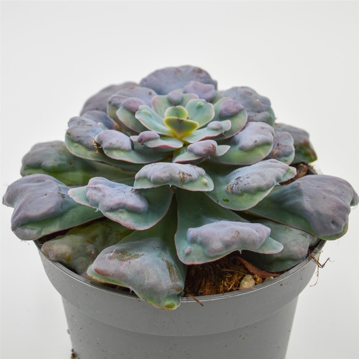 Echeveria Hearts Delight - 13cm