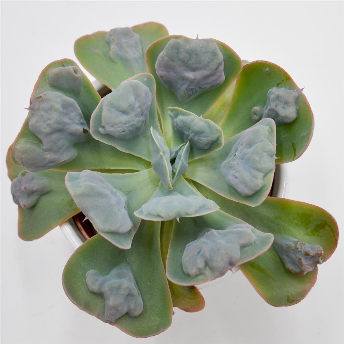 Echeveria Hearts Delight - 10,5cm