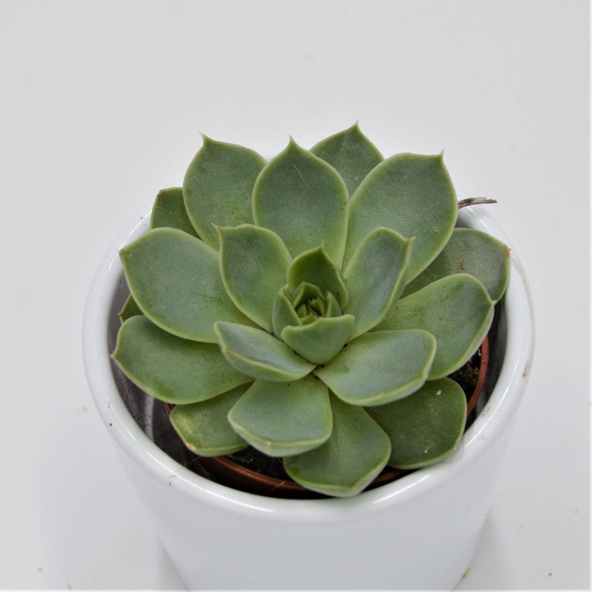 Echeveria hyalina green - 5,5cm