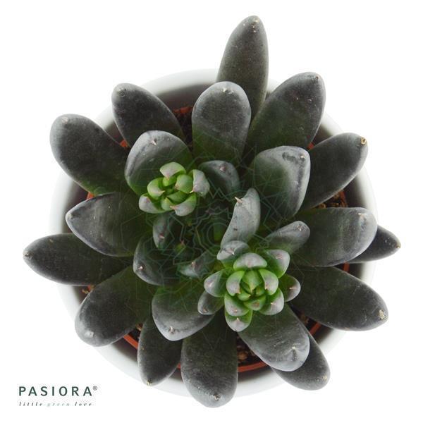 Echeveria affinis - 6cm